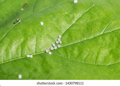 1,481 Silkworm Eggs Images, Stock Photos, 3D objects, & Vectors | Shutterstock