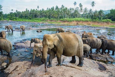 Sri Lankan elephants (Elephas maximus maximus) drinking at the water's ...