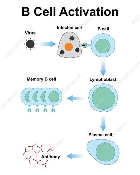 B cell activation, illustration - Stock Image - F041/9771 - Science ...