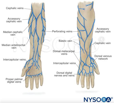 Call Anesthesia! - NYSORA