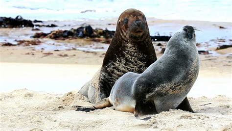 New Zealand Sea Lions Mating Dance On The Shore Stock Footage Video ...