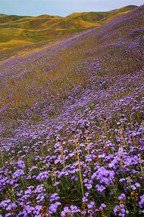 Field of purple wildflowers at Carrizo Plain National Monument in California. Photograph by ...