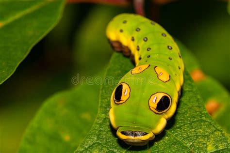 Spicebush Swallowtail Butterfly Caterpillar Stock Photo - Image of ...