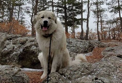 The Anatolian Pyrenees: Is this unique crossbreed of giant guardians ...