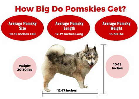 How Big Is A Pomsky