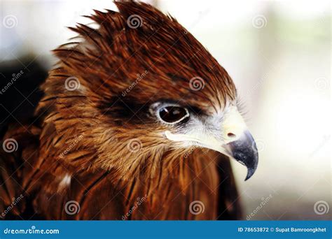 Brown Hawk Moth Front View Macro Photo On White. Adult Sphingidae ...