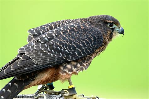 aplomado falcon, falcon, bird, wildlife, nature, natural, hawk, endangered, predator ...