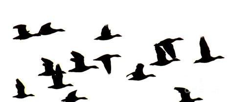 Geese in Flight Silhouette Photograph by Rrrose Pix - Pixels