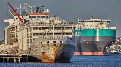 Ship carrying 42 crew, thousands of cattle feared lost off Japan | News ...