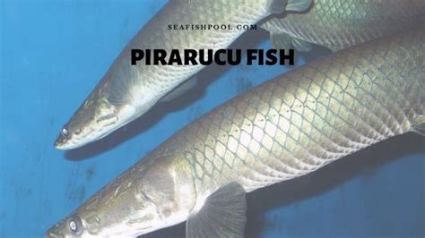 Pirarucu Fish - Profile | Traits | Description | Facts | Breeding - SeaFish