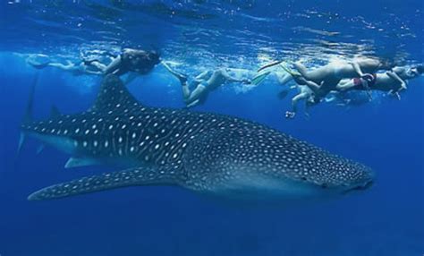 Tiburón Ballena en Holbox | Temporadas