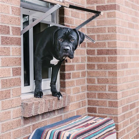 Pros and Cons of an Over Door Awning for Your Pet