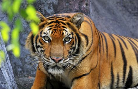 Real Jungle Animals | Wallpapers Gallery