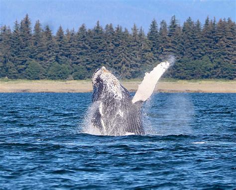 Whale Watching - Lost in Alaska Adventures