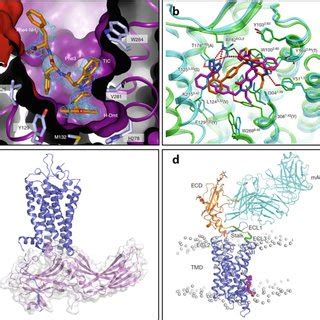 Construct design and crystallization conditions for GPCR structures ...