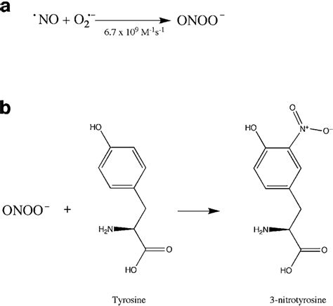 Formation of peroxynitrite and nitrative damage. (a) Peroxynitrite is... | Download Scientific ...