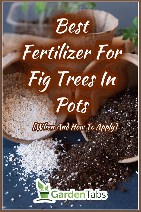 Best Fertilizer For Fig Trees In Pots