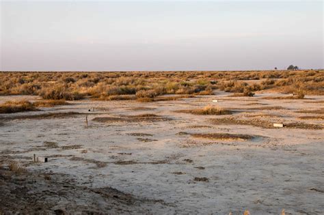 Site visit insights: Jumping into kangaroo rat habitat - The Wildlife Society