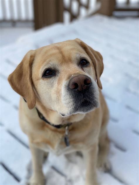 it’s snowing! ️ | Retriever, Labrador, Dogs