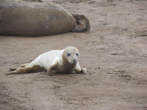 Seals of Donna nook – Seabed Habitats