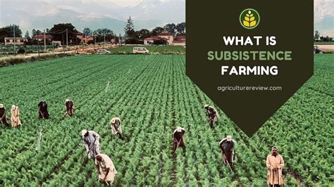 What Is Subsistence Farming: Definition, History & Importance