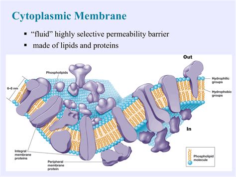 Cell envelopes and cell walls and cell membranes | Lab Reports Microbiology | Docsity