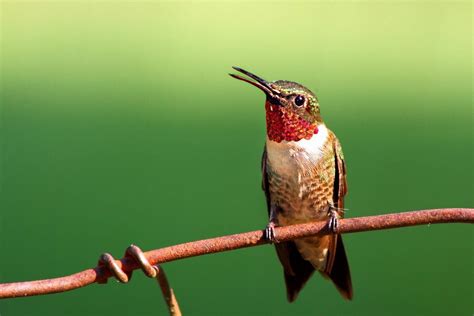 Identify and Attract a Ruby Throated Hummingbird - Birds and Blooms