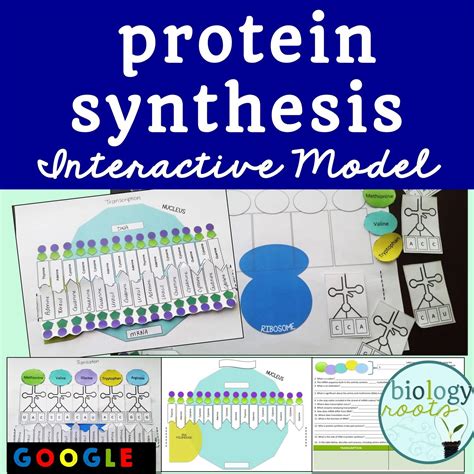 Protein Synthesis Model