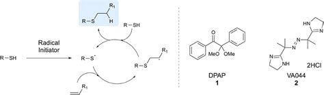 Sulfhydryl Group Model