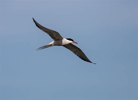 Tern Bird Flying - Free photo on Pixabay - Pixabay