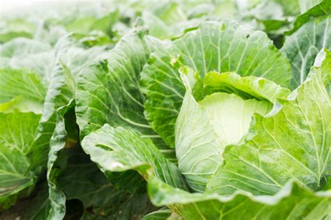 How And When To Harvest Cabbage | Horticulture.co.uk