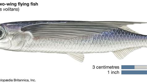 Fish - Locomotion | Britannica