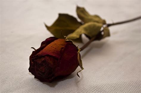 Dry Rose | Never thought that drying roses would have this m… | Flickr