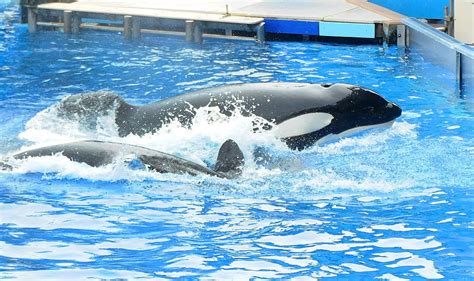 'Blackfish' Orca Dies: How Tilikum Compares to Wild Cousins | Live Science