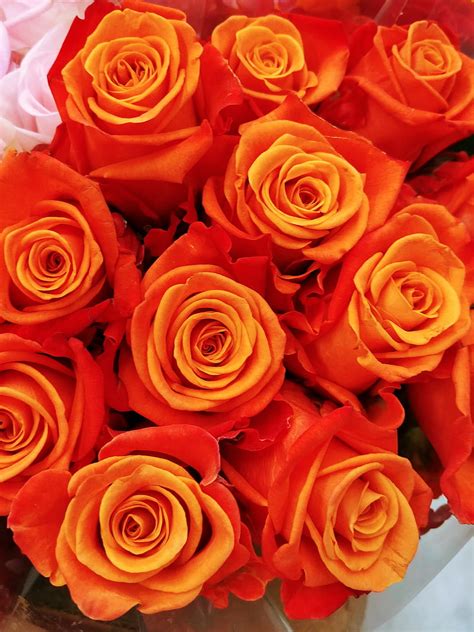 73 Wallpaper Hd Orange Rose Images - MyWeb