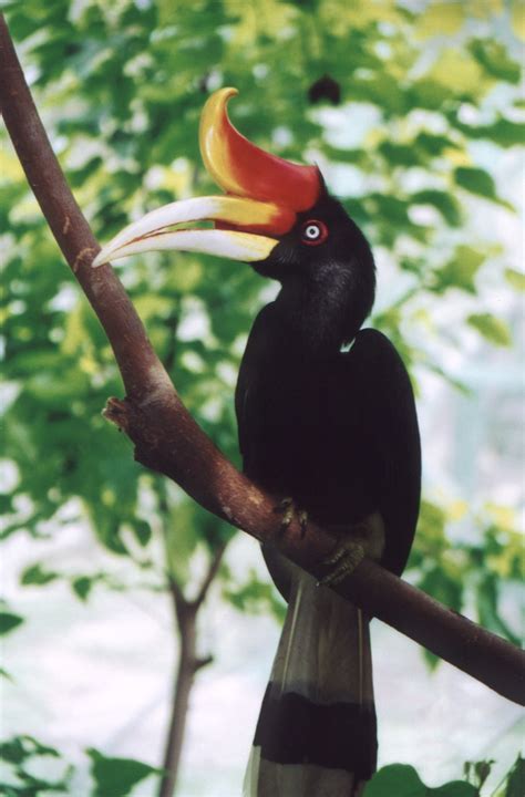 The Majestic Rhinoceros Hornbill