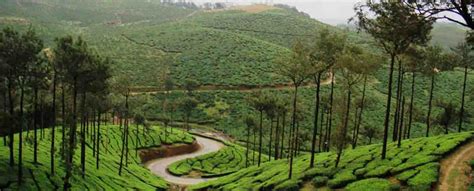 2 nights 3 days Munnar honeymoon package | Kerala honeymoon packages for 2 nights and 3 days | 3 ...