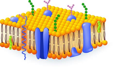 Membrana Celular: qué es, función y partes - Significados