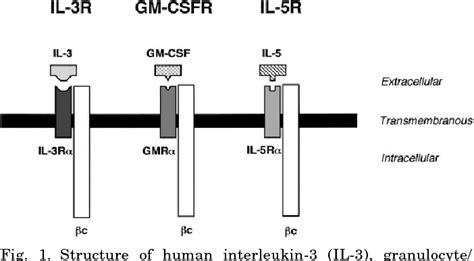 Figure 1 from The mechanism of IL-5 signal transduction. | Semantic Scholar