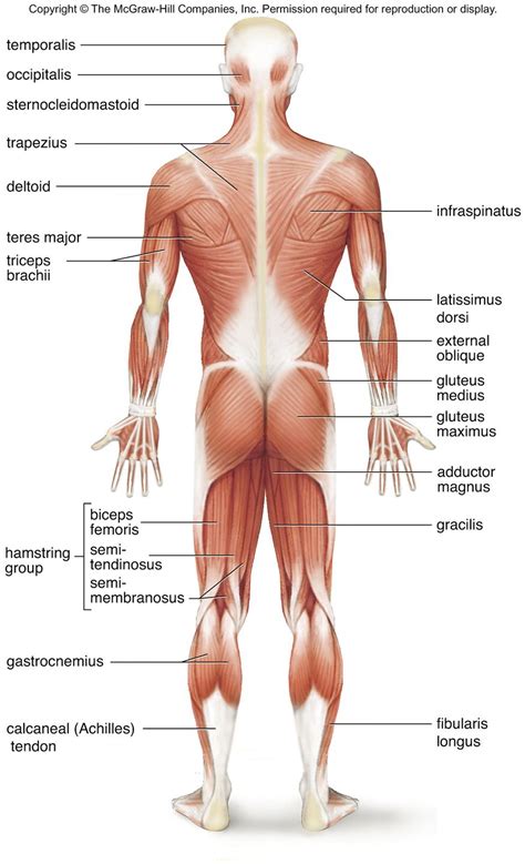 Labeled Diagram Of Muscles In The Body : Simple Muscle Anatomy Simple ...