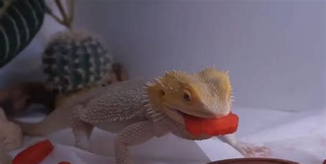 Can Bearded Dragons Eat Strawberries? {How Many?} - Pocket Pet Central