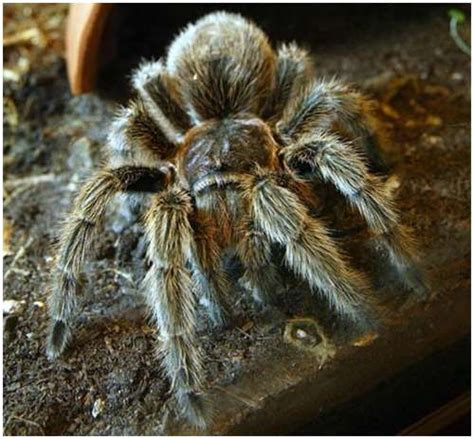 Chilean rose tarantula (Grammostola rosea) Although they look fightening, these tarantulas make ...