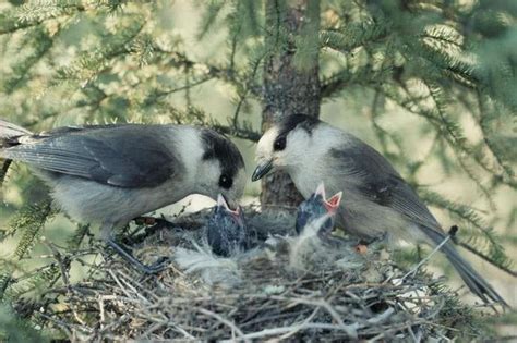 Why we're sequencing the genomes of Canada's iconic species