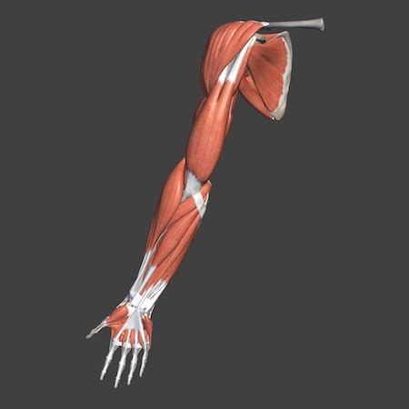 Arm Muscle Anatomy & Diagram - Lesson | Study.com