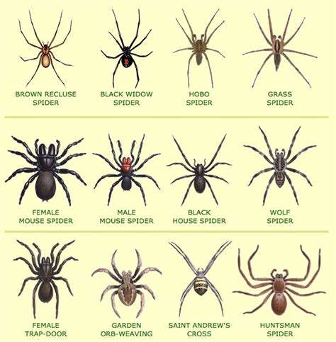 How to Spider-Proof Your Home (There’s One Thing That Actually Works ...