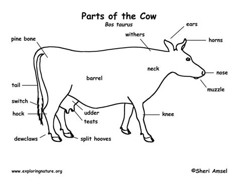 15+ Parts Of Cow Diagram - LieselAinslee