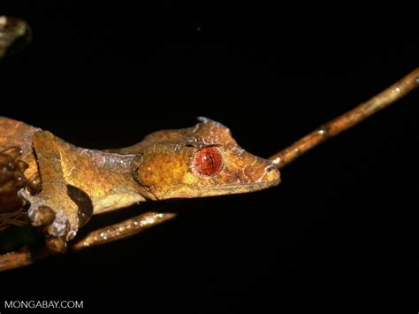 Uroplatus phantasticus gecko (Ranomafana N.P.)