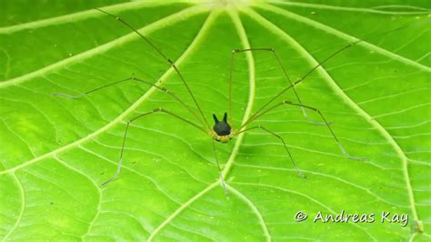 Bunny Harvestman Spider facts - The Spider Blog