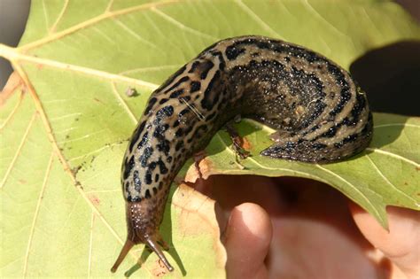 The Wonder of Slugs: Nuisance or Delicacy? - Eat The Planet