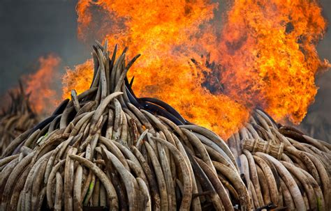 The Scourge of the Ivory Trade - The New York Times